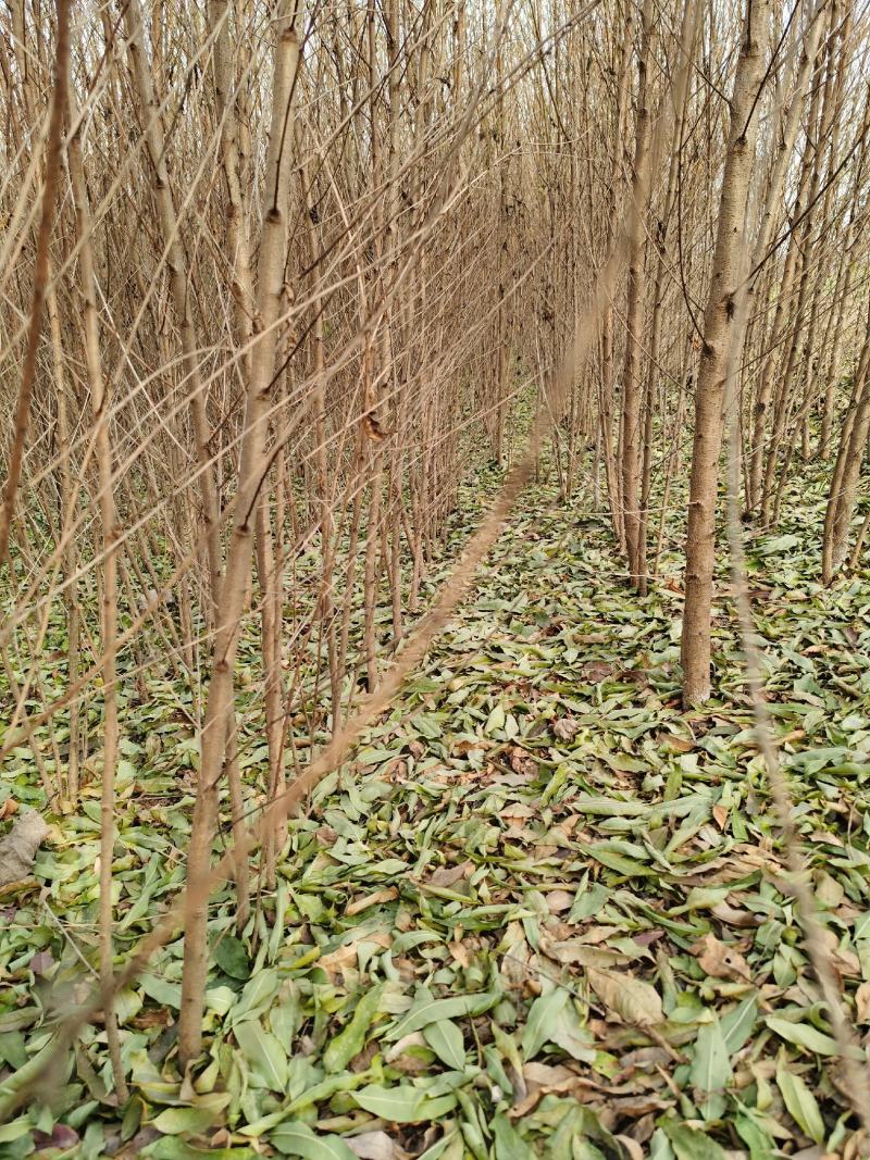 嫁接桃树苗批发1-3年苗大久保，蟠桃，水蜜桃，沙红，毛桃