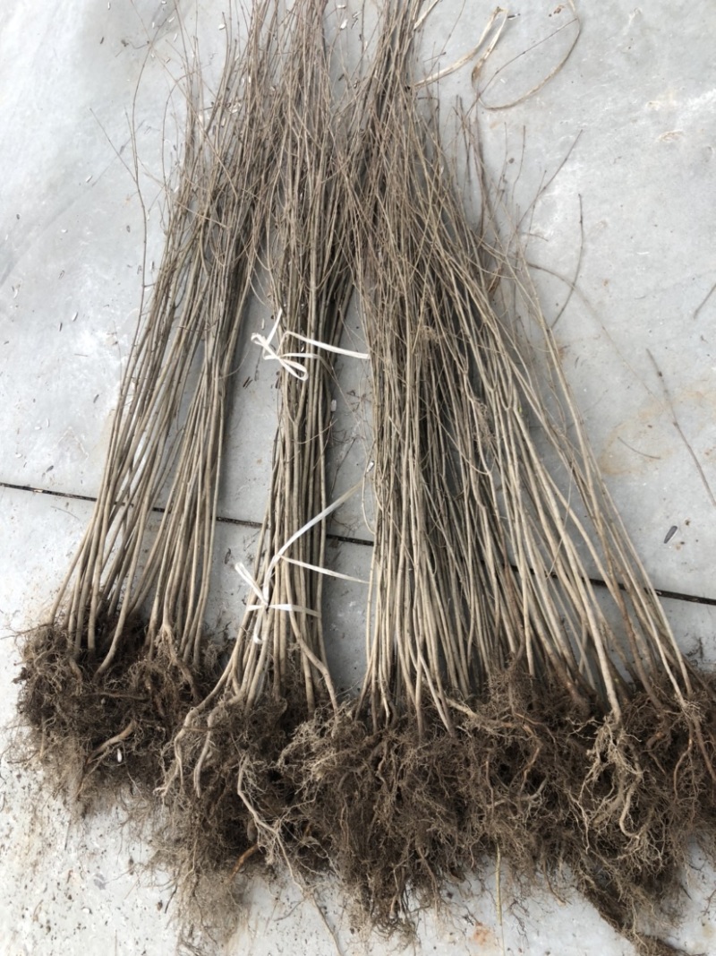 连香小苗连香树苗连香树一年生连香小苗