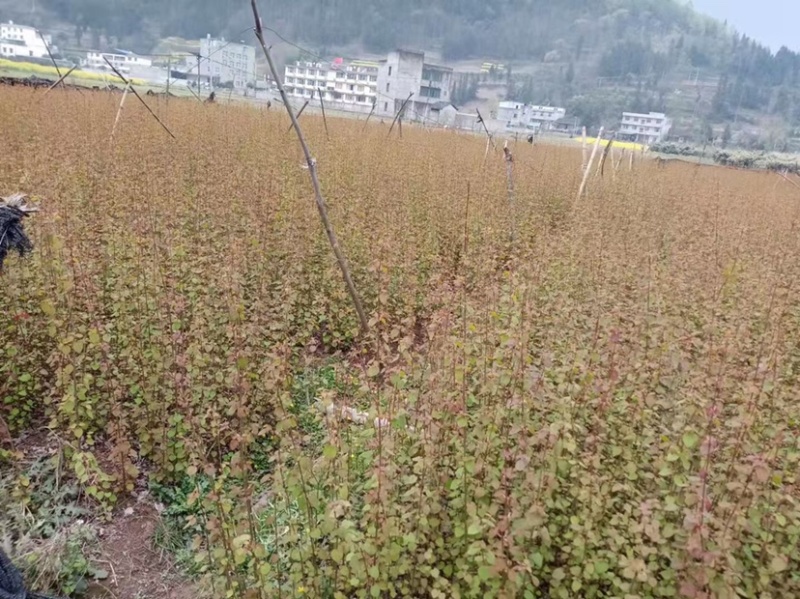 连香小苗连香树苗连香树一年生连香小苗