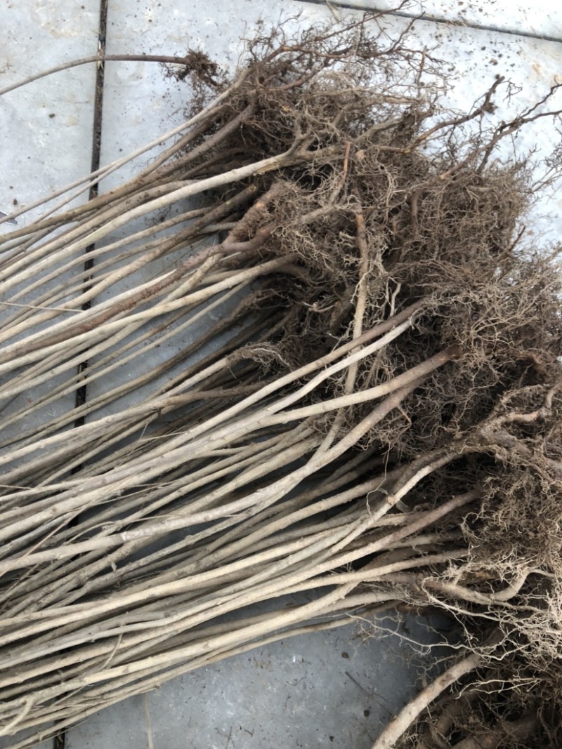 连香小苗连香树苗连香树一年生连香小苗