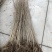 连香小苗连香树苗连香树一年生连香小苗