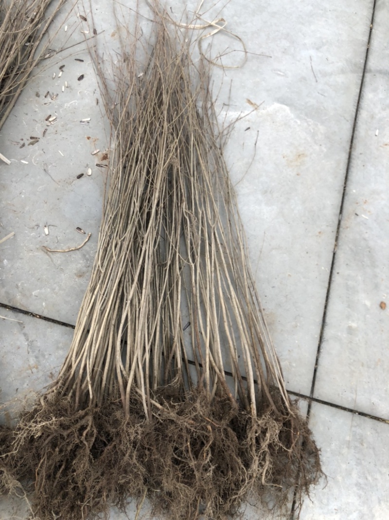 连香小苗连香树苗连香树一年生连香小苗