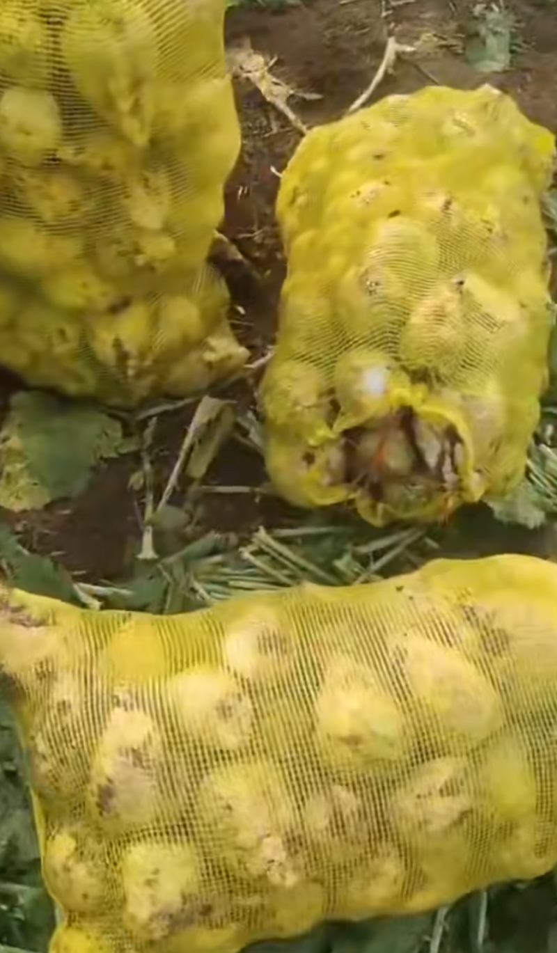 光头芥菜
