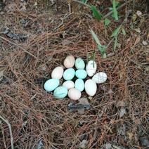 散养土鸡初生蛋大人小孩孕妇适用大自然的馈赠深山放养鸡蛋