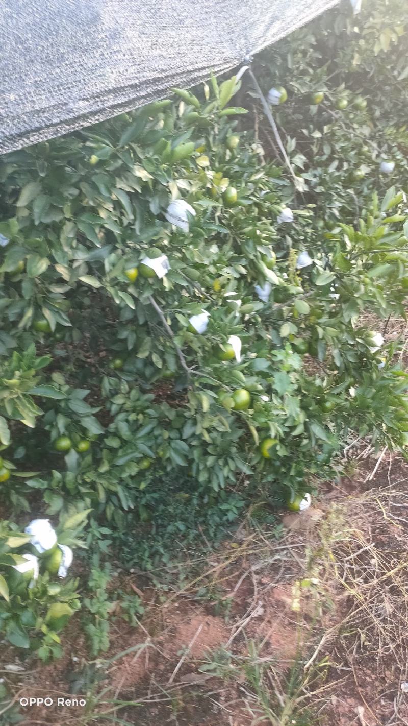 普早，本地早，桔子