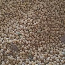 汝南县大豆农户家自产优质大豆。非转基因产品。
