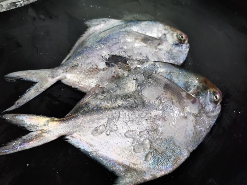 舟山东海银鲳鱼、大白鲳、真空包装不包冰，不含冰，纯净重。