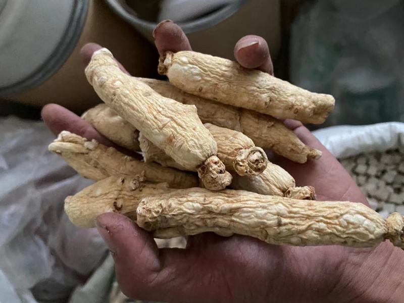 人参无硫货产地直销小支性价比高干度好看规格下
