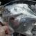 舟山东海银鲳鱼、大白鲳、真空包装不包冰，不含冰，纯净重。