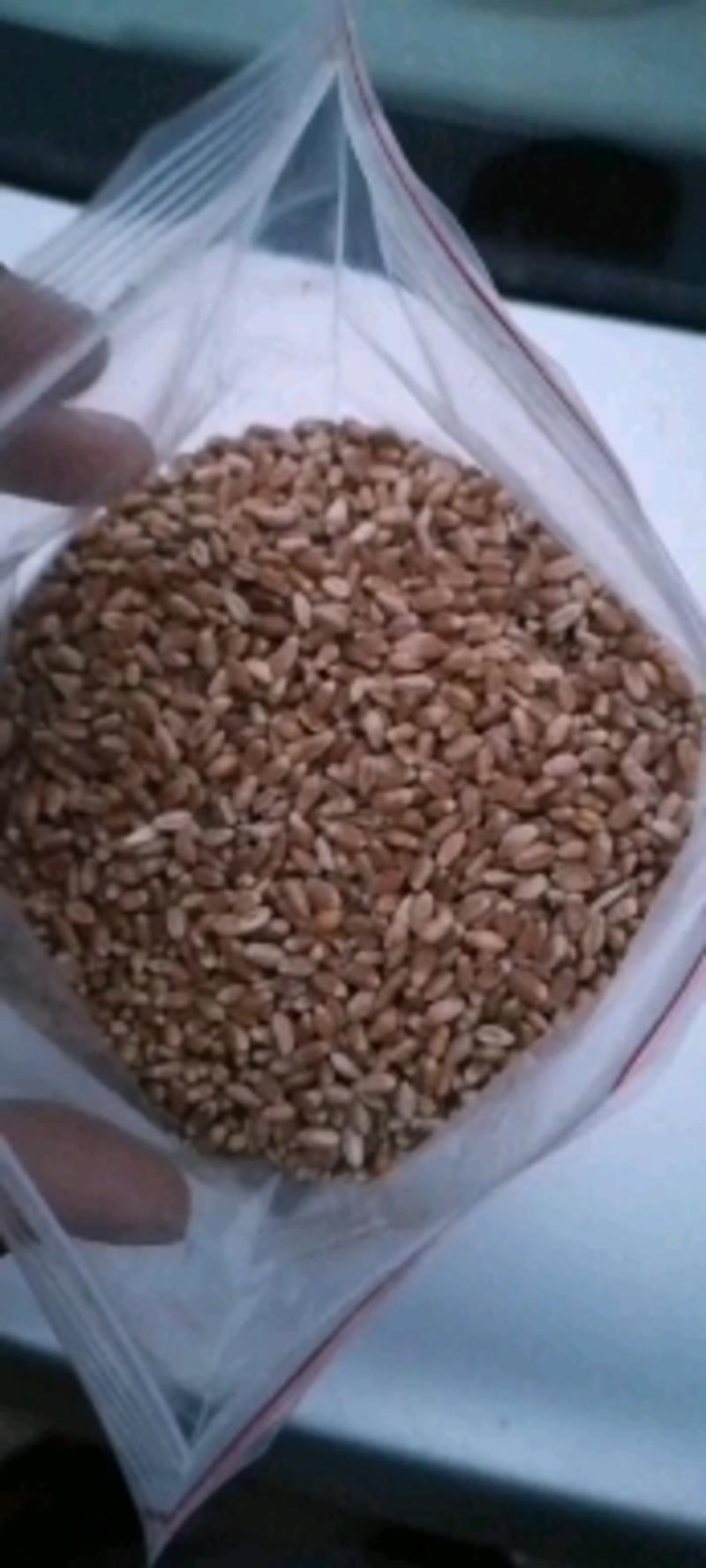 大量出售内蒙古呼伦贝尔小麦
