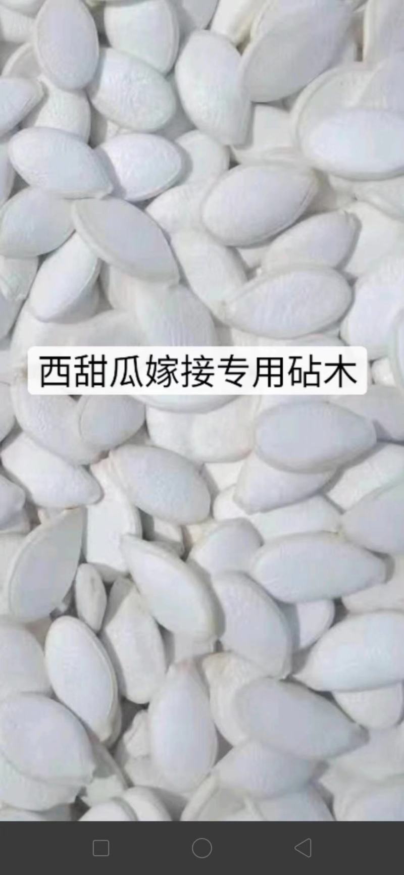 西甜瓜嫁接专用砧木量大从优～全国发货