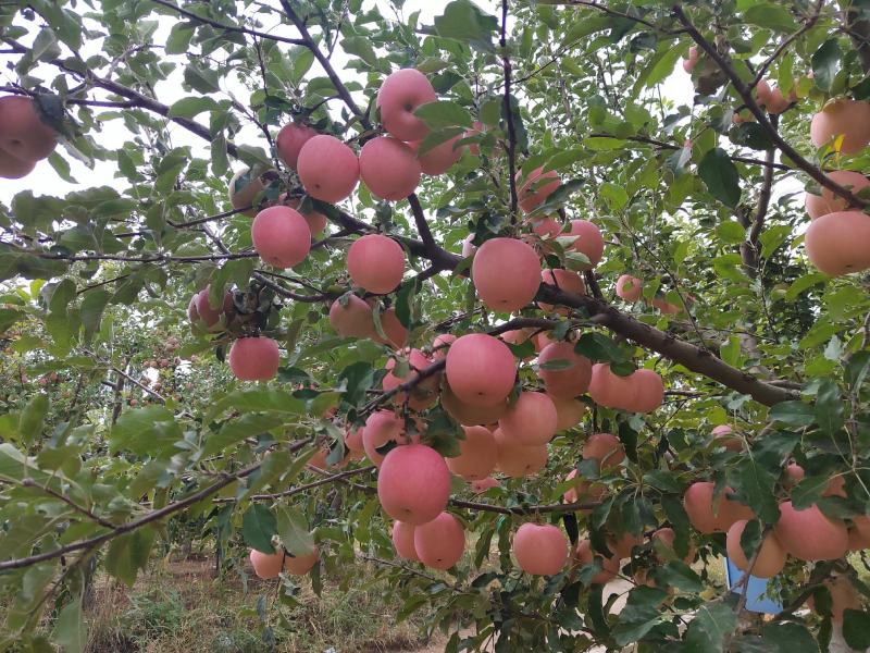 甘肃省白银市景泰县晚熟富士大量上市