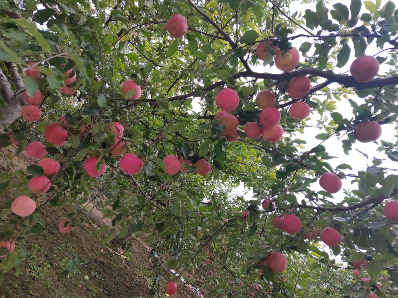 甘肃省白银市景泰县晚熟富士大量上市