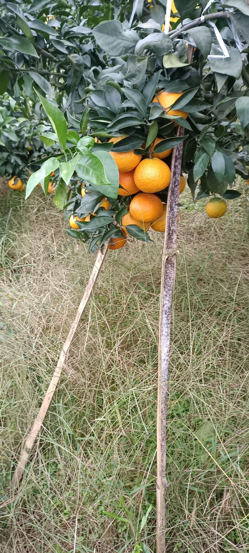 四川资阳爱媛果冻橙畅消全国各大市场，它皮溥口感好发渣。