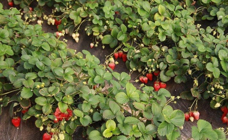 草莓苗南北方种植四级草莓产地直发当年结果