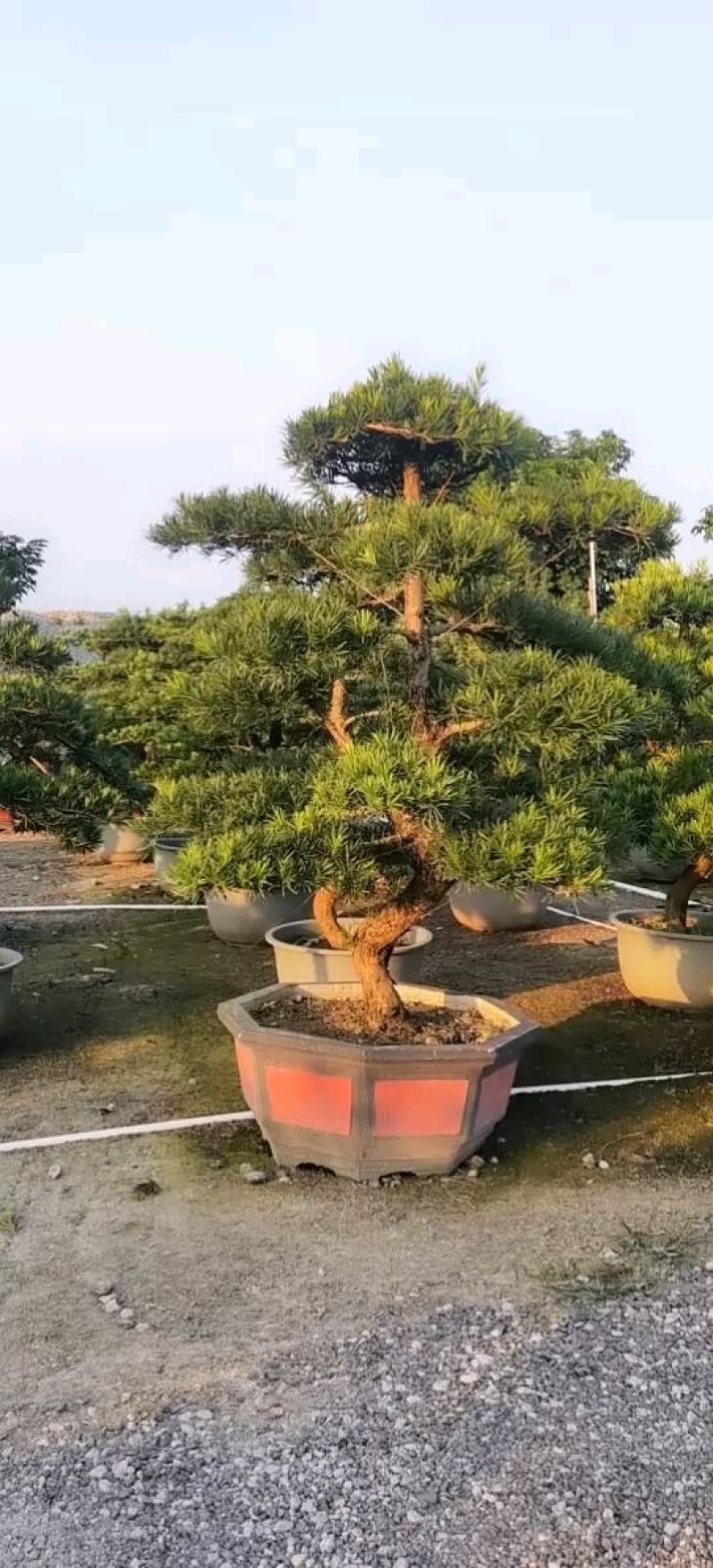 罗汉松造型盆景金钻台湾罗汉松造型盆景S弯