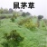 鼠茅草种子正宗进口鼠茅草种籽抑制杂草果园绿肥耐寒性强国产