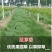 鼠茅草种子正宗进口鼠茅草种籽抑制杂草果园绿肥耐寒性强国产