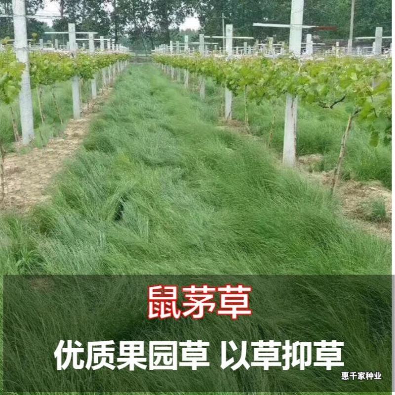 鼠茅草种子正宗进口鼠茅草种籽抑制杂草果园绿肥耐寒性强国产