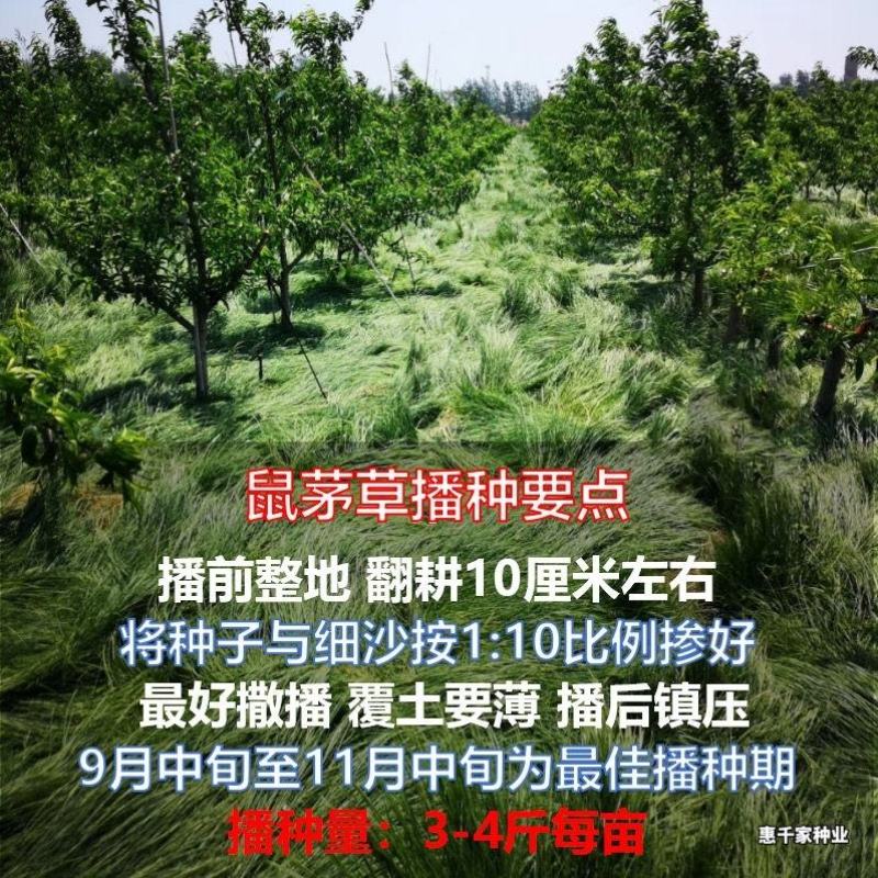 鼠茅草种子正宗进口鼠茅草种籽抑制杂草果园绿肥耐寒性强国产