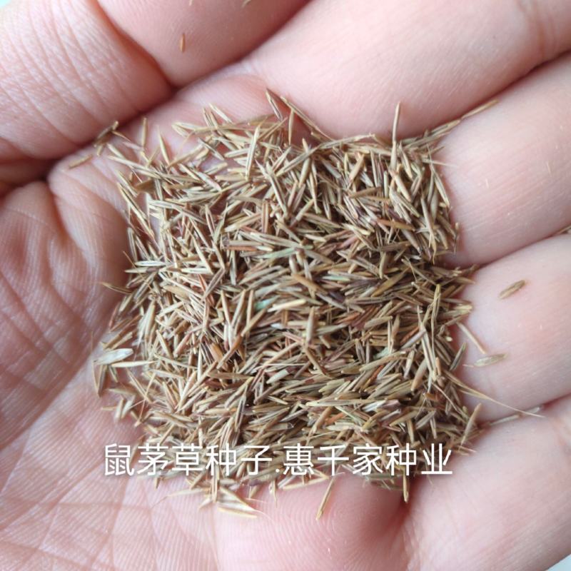 鼠茅草种子正宗进口鼠茅草种籽抑制杂草果园绿肥耐寒性强国产