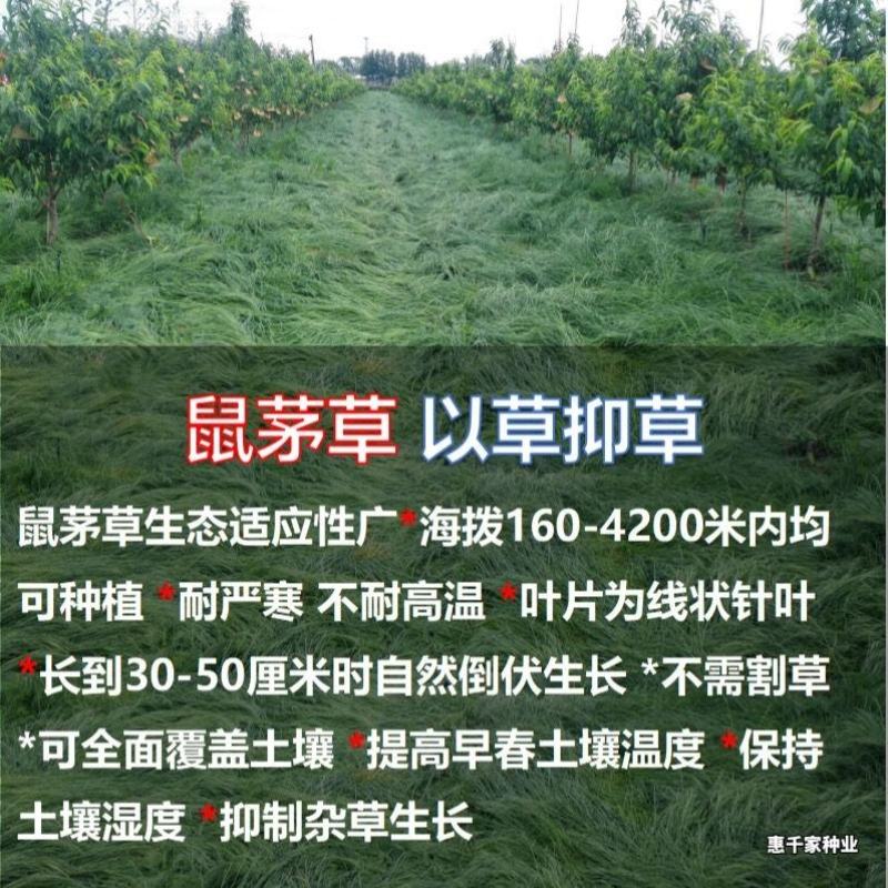 鼠茅草种子正宗进口鼠茅草种籽抑制杂草果园绿肥耐寒性强国产