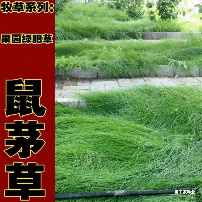 鼠茅草种子正宗进口鼠茅草种籽抑制杂草果园绿肥耐寒性强国产