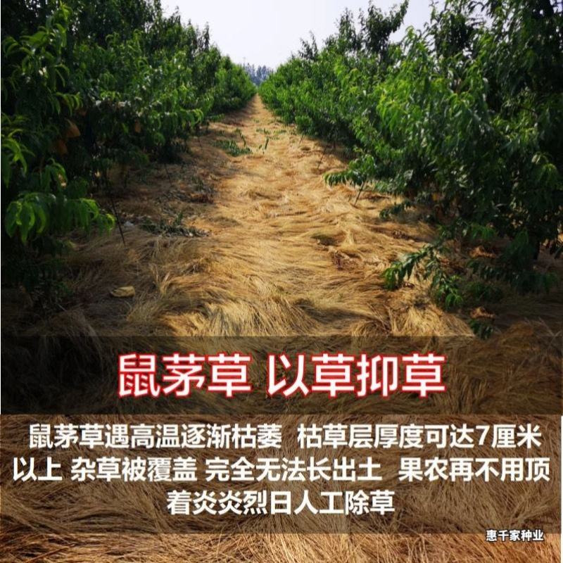 鼠茅草种子正宗进口鼠茅草种籽抑制杂草果园绿肥耐寒性强国产