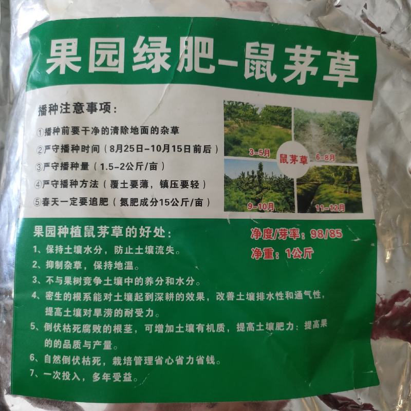 鼠茅草种子正宗进口鼠茅草种籽抑制杂草果园绿肥耐寒性强国产