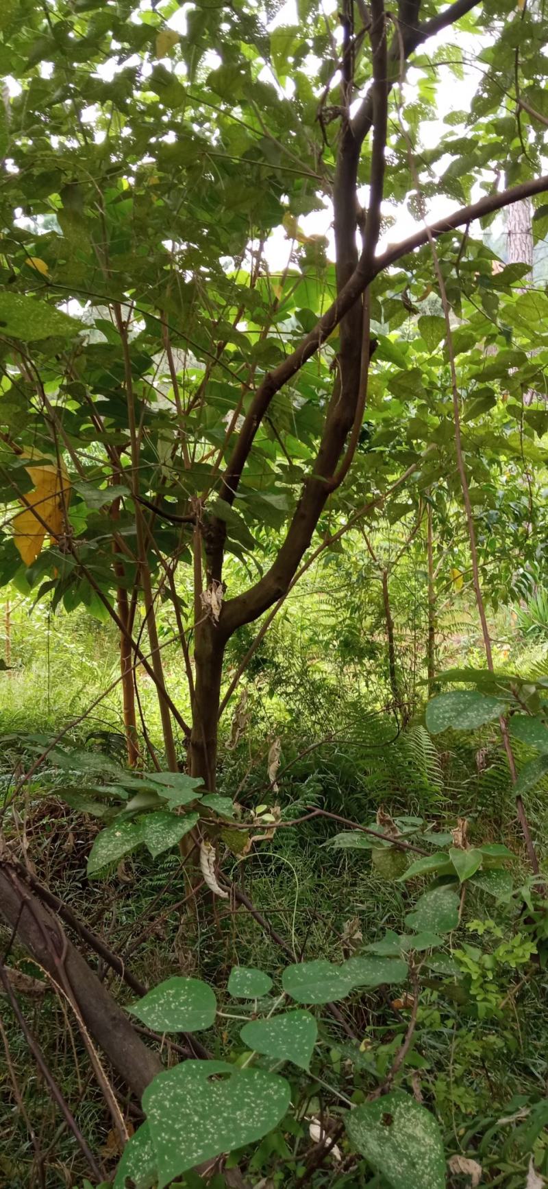 白背叶，根，鲜货