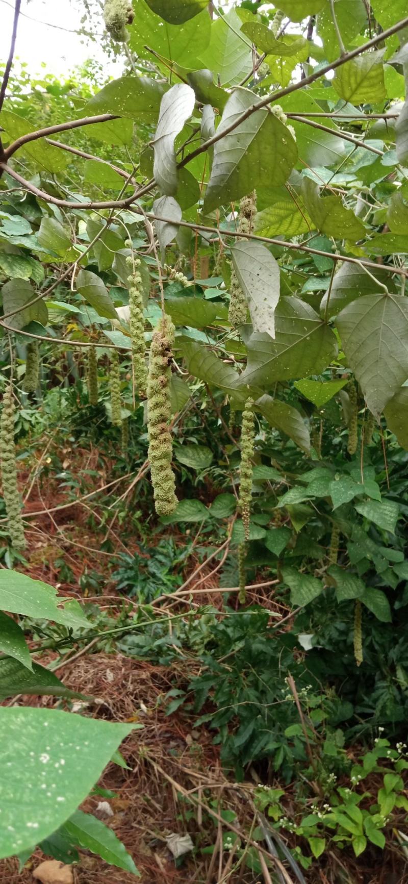 白背叶，根，鲜货