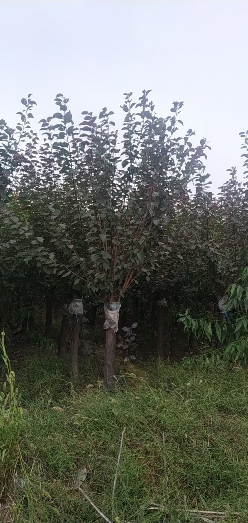 河南鄢陵精品红叶榆叶梅