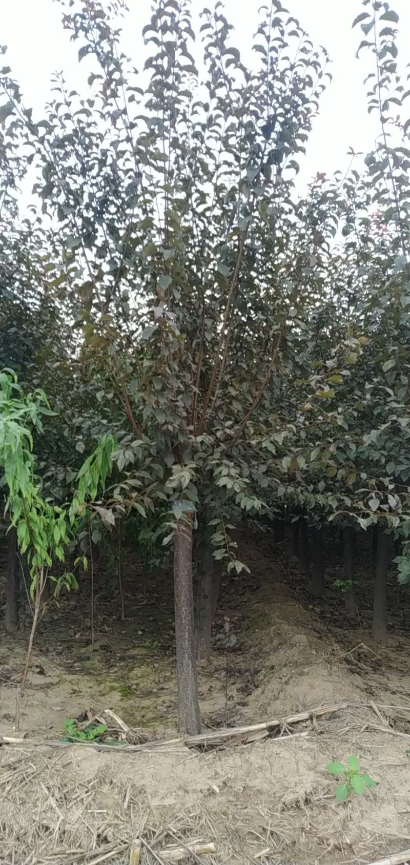 河南鄢陵精品红叶榆叶梅