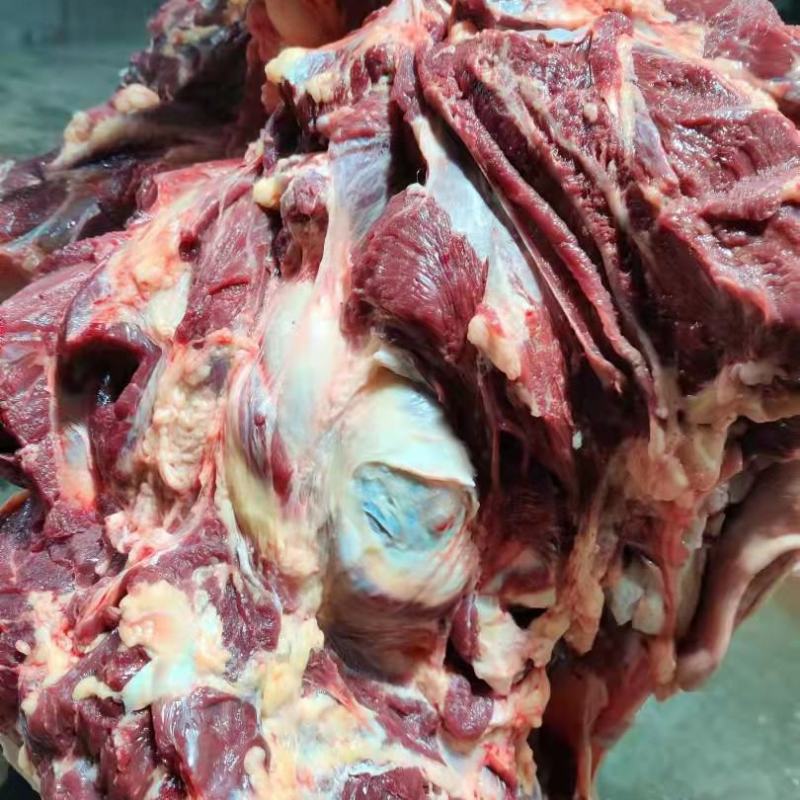 马肉鲜马肉去皮马肉精修马肉一手货源厂家直销