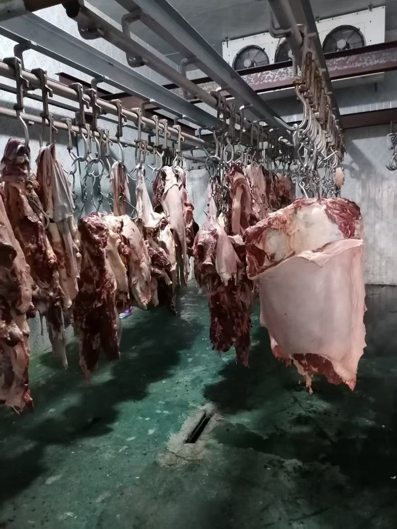 马肉鲜马肉去皮马肉精修马肉一手货源厂家直销