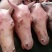 马肉鲜马肉去皮马肉精修马肉一手货源厂家直销