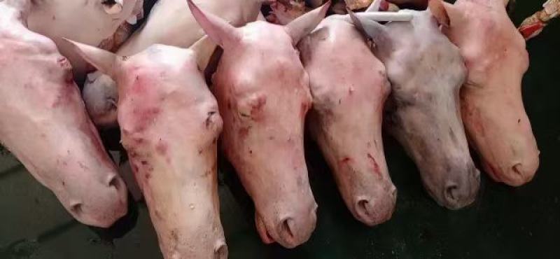 马肉鲜马肉去皮马肉精修马肉一手货源厂家直销