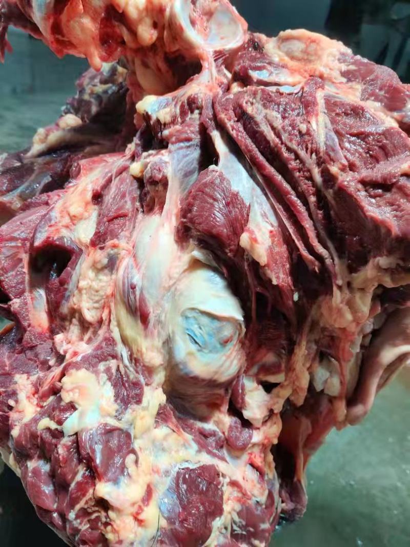 马肉鲜马肉去皮马肉精修马肉一手货源厂家直销