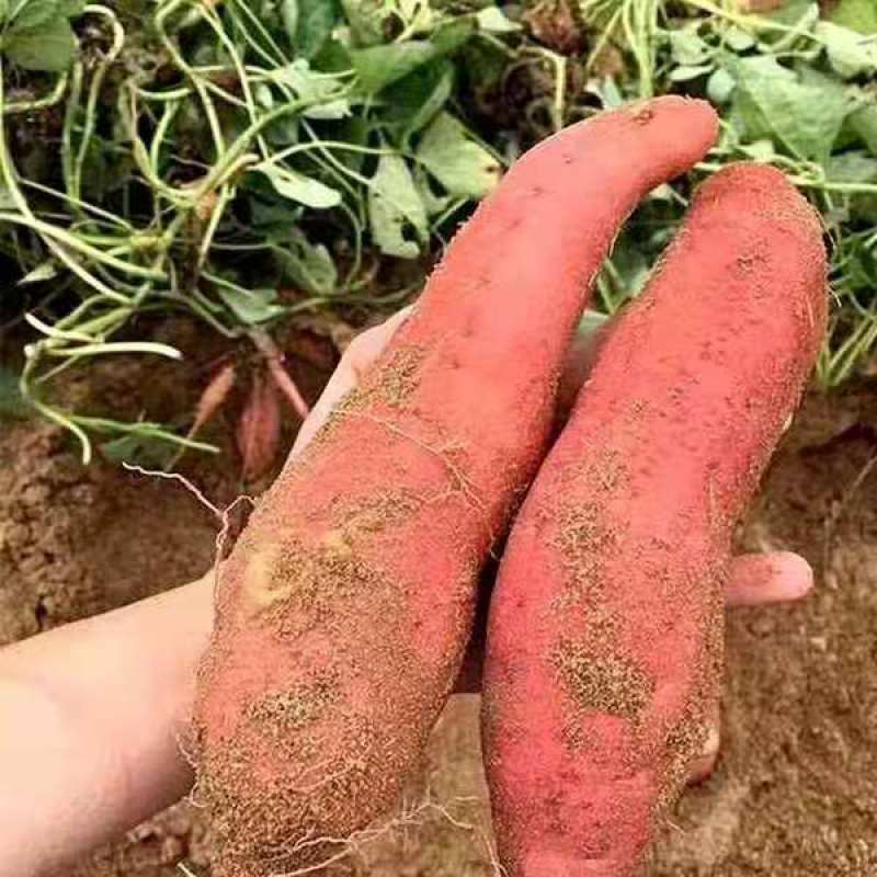 陕西板栗红薯干糯粉面甜无丝(电商微商，社区团购可供货)