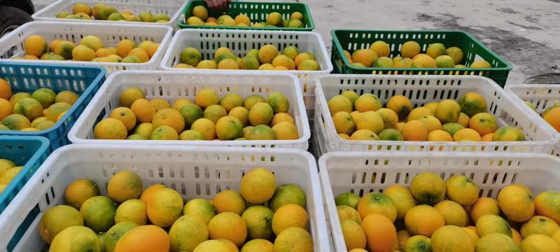 冰糖橙【电商直播美团社区批发】产地直发品质保证