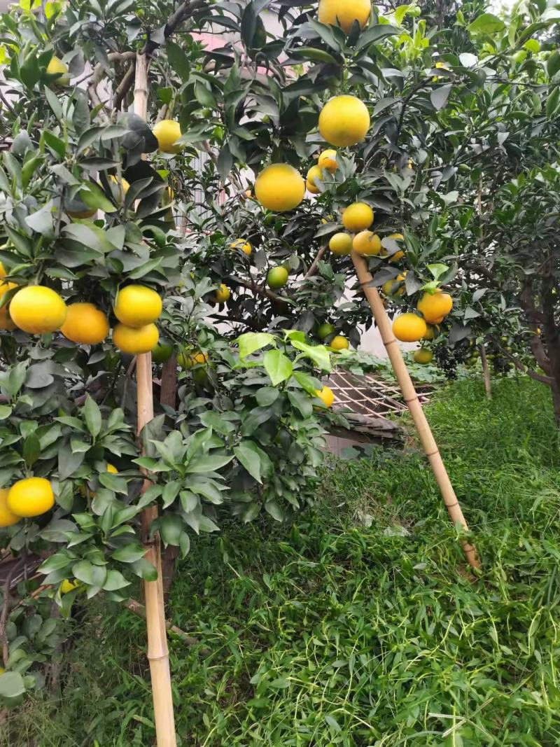 冰糖橙【电商直播美团社区批发】产地直发品质保证
