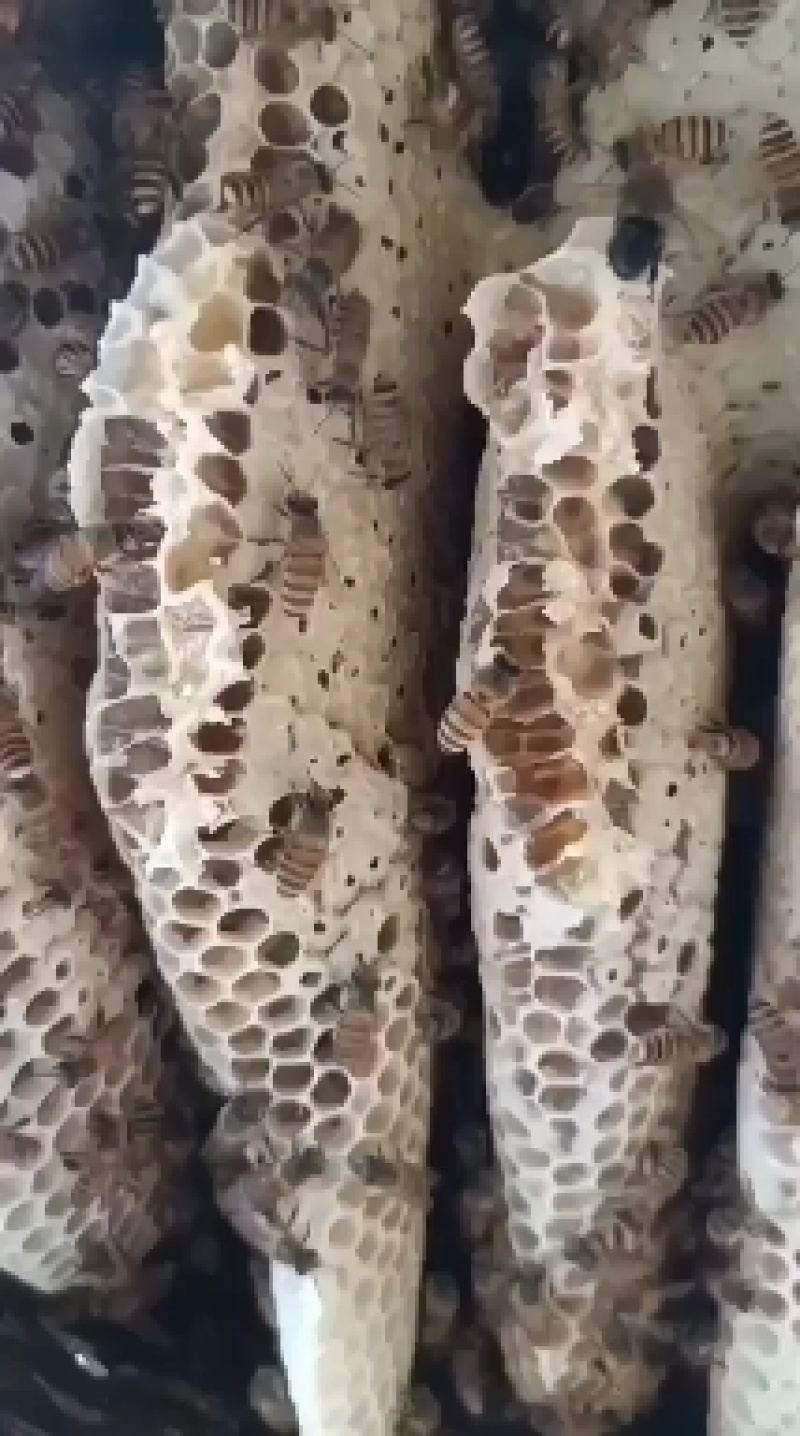 土蜂蜜
