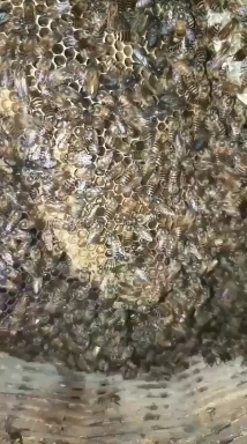 土蜂蜜