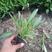 金鸡菊杯苗，宿根花卉，绿化工程苗，种植批发