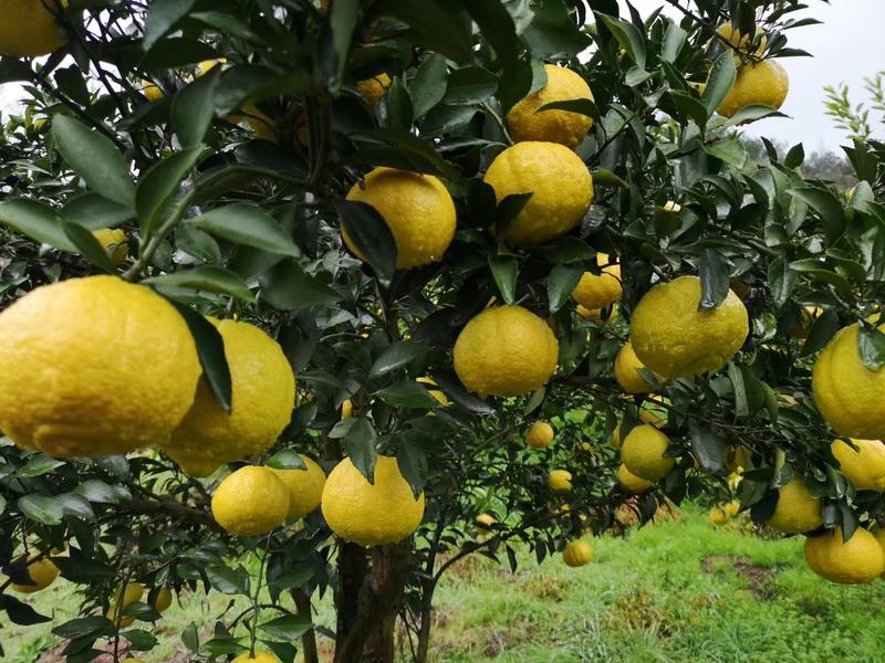 （热销）黄金贡柚产区直供货源充足纯甜无酸，全国发货