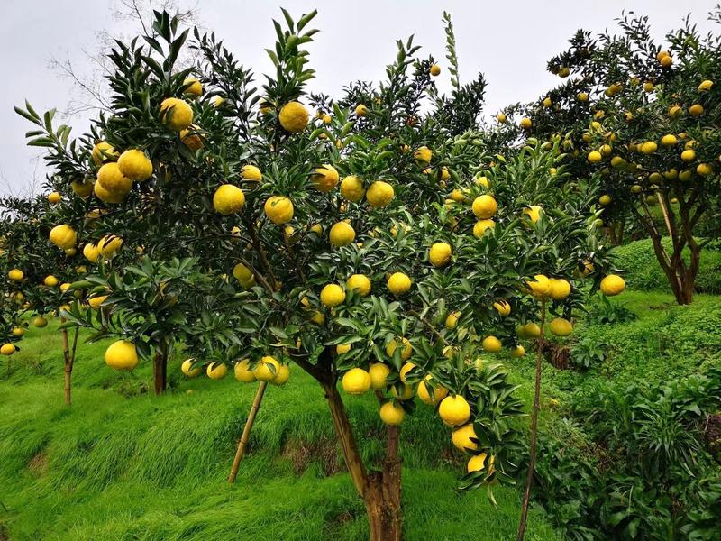 （热销）黄金贡柚产区直供货源充足纯甜无酸，全国发货