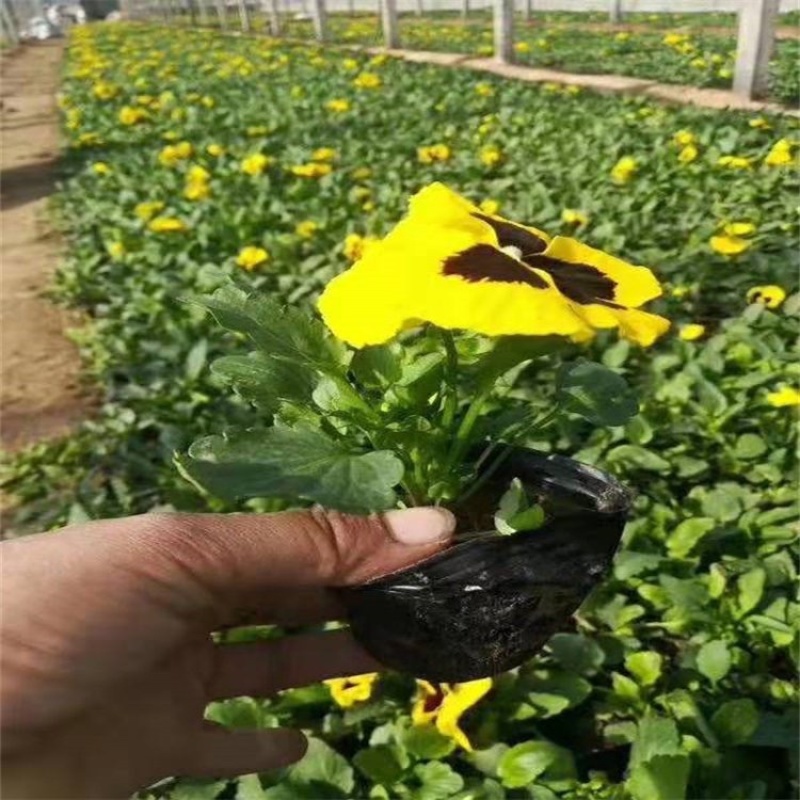 三色堇紫色蓝色白色红色冬季室外租摆花卉