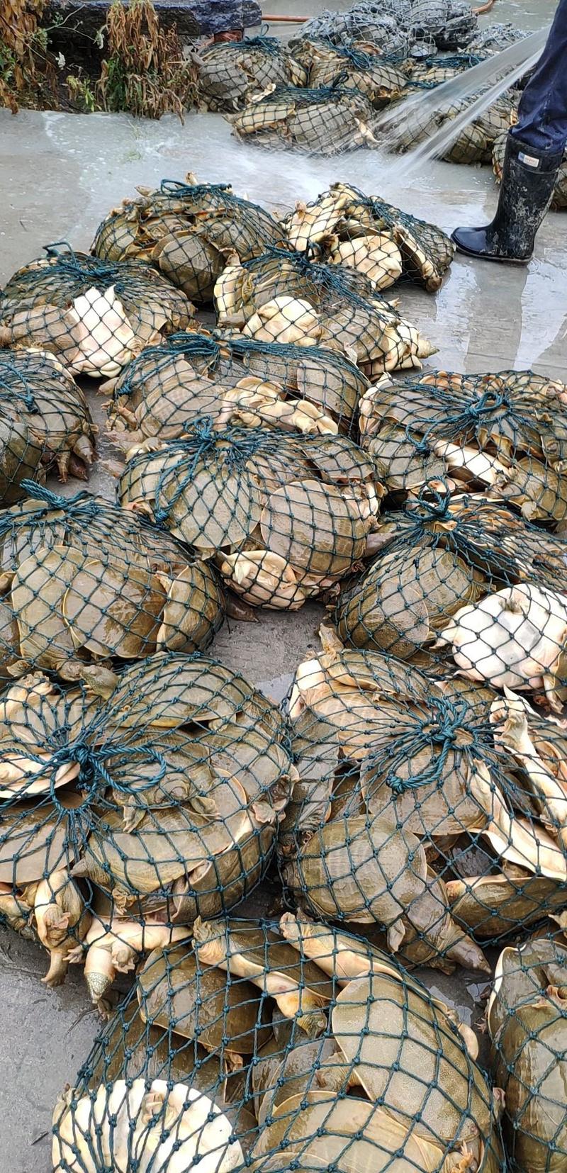 外塘生态母甲鱼1.5～3斤元鱼酒店农庄甲鱼馆专用可养
