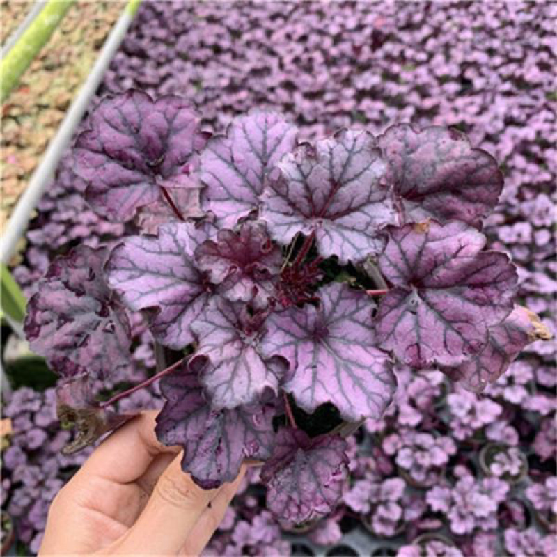 矾根多色系观叶植物矾根盆栽苗租摆花卉批发基地