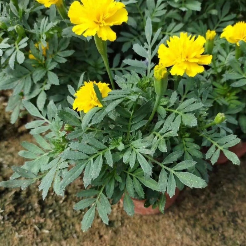 孔雀草时令草花观赏盆栽耐寒花卉租摆用花